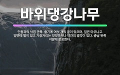 🌟바위댕강나무: 인동과의 낙엽 관목. 줄기에 여섯 개의 골이 있으며, 잎은 마주나고 양면에 털이 있고 가장... - 표준국어대사전