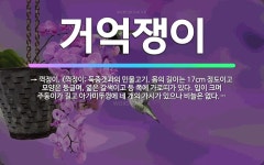 🌟거억쟁이: → 꺽정이. (꺽정이: 둑중갯과의 민물고기. 몸의 길이는 17cm 정도이고 모양은 둥글며, 엷... - 표준국어대사전