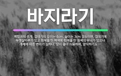 🌟바지라기: 백합과의 조개. 껍데기의 길이는 4cm, 높이는 3cm 정도이며, 껍데기에 부챗살마루가 있고 ... - 표준국어대사전