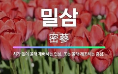 🌟밀삼: 허가 없이 몰래 재배하는 인삼. 또는 몰래 제조하는 홍삼. - 표준국어대사전