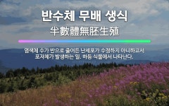 🌟반수체 무배 생식: 염색체 수가 반으로 줄어든 난세포가 수정하지 아니하고서 포자체가 발생하는 일. 하등 ... - 표준국어대사전