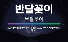 🌟반달꽂이: 고구마 따위의 줄기를 반달 모양으로 휘어지게 꽂아 심는 방법. - 표준국어대사전