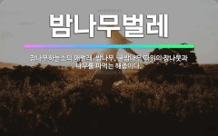 🌟밤나무벌레: 참나무하늘소의 애벌레. 밤나무, 굴밤나무 따위의 참나뭇과 나무를 파먹는 해충이다. - 표준국어대사전