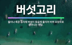 🌟버섯고리: 들이나 목장 등지에 버섯이 둥글게 줄지어 바퀴 모양으로 돋아나는 현상. - 표준국어대사전