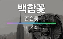 🌟백합꽃: 나리의 꽃. - 표준국어대사전