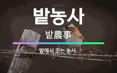 🌟밭농사: 밭에서 짓는 농사. - 표준국어대사전