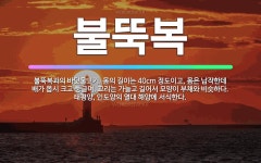 🌟불뚝복: 불뚝복과의 바닷물고기. 몸의 길이는 40cm 정도이고, 몸은 납작한데 배가 몹시 크고 둥글며, ... - 표준국어대사전