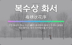 🌟복수상 화서: 무한 화서의 하나. 수상(穗狀) 화서에서 꽃대가 두서너 갈래로 피는 화서로, 보리 따위에서... - 표준국어대사전