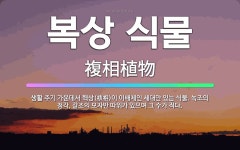 🌟복상 식물: 생활 주기 가운데서 핵상(核相)이 이배체인 세대만 있는 식물. 녹조의 청각, 갈조의 모자반 ... - 표준국어대사전
