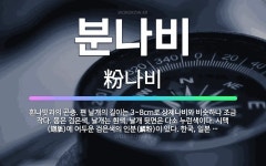 🌟분나비: 흰나빗과의 곤충. 편 날개의 길이는 3~8cm로 상제나비와 비슷하나 조금 작다. 몸은 검은색, ... - 표준국어대사전
