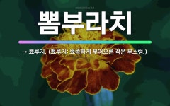 🌟뽐부라치: → 뾰루지. (뾰루지: 뾰족하게 부어오른 작은 부스럼.) - 표준국어대사전