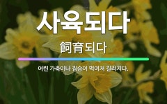 🌟사육되다: 어린 가축이나 짐승이 먹여져 길러지다. - 표준국어대사전