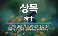 🌟상목: 참나뭇과의 낙엽 교목. 높이는 20~25미터이며, 잎은 어긋나고 긴 타원형으로 가장자리에 톱니가 ... - 표준국어대사전