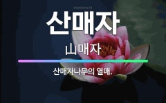 🌟산매자: 산매자나무의 열매. - 표준국어대사전