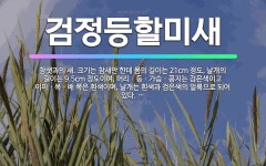🌟검정등할미새: 참샛과의 새. 크기는 참새만 한데 몸의 길이는 21cm 정도, 날개의 길이는 9.5cm 정... - 표준국어대사전