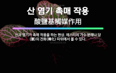 🌟산 염기 촉매 작용: 산과 염기가 촉매 작용을 하는 현상. 에스터의 가수 분해나 당(糖)의 전화(轉化) ... - 표준국어대사전