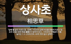 🌟상사초: ‘담배’를 달리 이르는 말. (담배: 가짓과의 담배 따위를 통틀어 이르는 말. 모두 60종 30... - 표준국어대사전