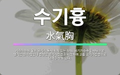 🌟수기흉: 가슴막안에 물과 공기가 동시에 차 있는 상태. 공기가슴증을 바탕으로 생기는 것이 많은데 증상은 ... - 표준국어대사전