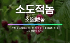 🌟소도적놈: ‘소도둑’을 속되게 이르는 말. (소도둑: 소를 훔치는 짓. 또는 그런 짓을 한 도둑.) - 표준국어대사전