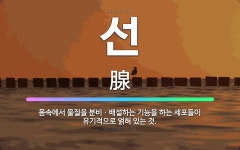 🌟선: 몸속에서 물질을 분비ㆍ배설하는 기능을 하는 세포들이 유기적으로 얽혀 있는 것. - 표준국어대사전