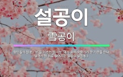🌟설공이: 맹인들의 말로, ‘눈’을 이르는 말. (눈: 대기 중의 수증기가 찬 기운을 만나 얼어서 땅 위로... - 표준국어대사전