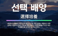 🌟선택 배양: 특정한 미생물을 선택적으로 배양하는 일. 어떤 균에는 적합하고 어떤 균에는 적합하지 않은 선... - 표준국어대사전