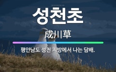 🌟성천초: 평안남도 성천 지방에서 나는 담배. - 표준국어대사전