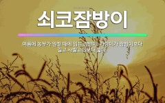 🌟쇠코잠방이: 여름에 농부가 일할 때에 입는 잠방이. 가랑이가 잠방이보다 길고 사발고의보다 짧다. - 표준국어대사전
