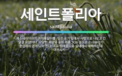 🌟세인트폴리아: 게스네리아과의 여러해살이풀. 잎은 포기 밑에서 사방으로 나오고 긴 달걀 모양이다. 다양한 ... - 표준국어대사전