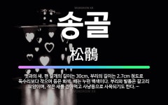 🌟송골: 맷과의 새. 편 날개의 길이는 30cm, 부리의 길이는 2.7cm 정도로 독수리보다 작으며 등은 ... - 표준국어대사전