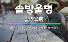 🌟솔방울병: 민물고기 질병의 하나. 혈액 순환이 나빠 몸이 붓고 비늘이 솔방울처럼 거꾸로 일어난다. - 표준국어대사전