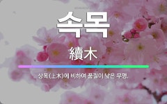 🌟속목: 상목(上木)에 비하여 품질이 낮은 무명. - 표준국어대사전