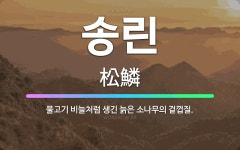 🌟송린: 물고기 비늘처럼 생긴 늙은 소나무의 겉껍질. - 표준국어대사전