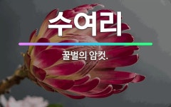 🌟수여리: 꿀벌의 암컷. - 표준국어대사전