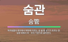 🌟숨관: 척추동물의 후두에서 허파에 이르는, 숨 쉴 때 공기가 흐르는 관. 심장 위에서 좌ㆍ우의 기관지로 ... - 표준국어대사전