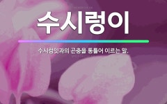 🌟수시렁이: 수시렁잇과의 곤충을 통틀어 이르는 말. - 표준국어대사전