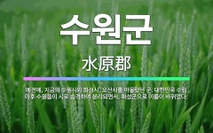 🌟수원군: 예전에, 지금의 수원시와 화성시, 오산시를 아울렀던 군. 대한민국 수립 이후 수원읍이 시로 승격... - 표준국어대사전