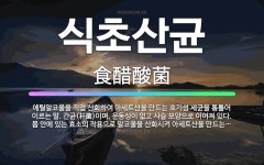 🌟식초산균: 에틸알코올을 직접 산화하여 아세트산을 만드는 호기성 세균을 통틀어 이르는 말. 간균(杆菌)이며... - 표준국어대사전