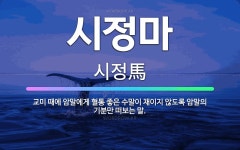 🌟시정마: 교미 때에 암말에게 혈통 좋은 수말이 채이지 않도록 암말의 기분만 떠보는 말. - 표준국어대사전