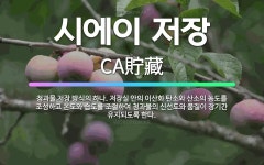 🌟시에이 저장: 청과물 저장 방식의 하나. 저장실 안의 이산화 탄소와 산소의 농도를 조성하고 온도와 습도를... - 표준국어대사전