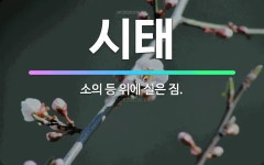 🌟시태: 소의 등 위에 실은 짐. - 표준국어대사전