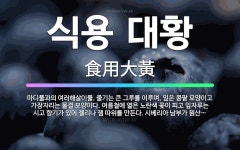 🌟식용 대황: 마디풀과의 여러해살이풀. 줄기는 큰 그루를 이루며, 잎은 콩팥 모양이고 가장자리는 물결 모양... - 표준국어대사전