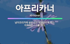 🌟아프리카너: 남아프리카에 살고 있는 네덜란드계 백인. 아프리칸스어를 쓴다. - 표준국어대사전