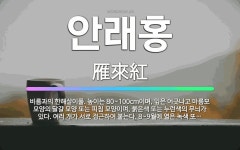 🌟안래홍: 비름과의 한해살이풀. 높이는 80~100cm이며, 잎은 어긋나고 마름모 모양의 달걀 모양 또는 ... - 표준국어대사전