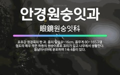 🌟안경원숭잇과: 포유강 영장목의 한 과. 몸의 길이 9~16cm, 몸무게 80~165그램 정도의 매우 작은... - 표준국어대사전