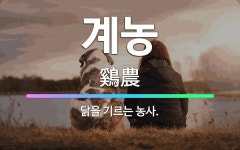 🌟계농: 닭을 기르는 농사. - 표준국어대사전