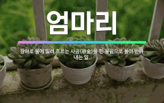 🌟엄마리: 장마로 물에 밀려 흐르는 사금(砂金)을 한 물곬으로 몰아 받아 내는 일. - 표준국어대사전