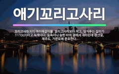 🌟애기꼬리고사리: 꼬리고사릿과의 여러해살이풀. 꼬리고사리보다 작고, 잎자루는 길이가 1~10cm이고 녹색이... - 표준국어대사전