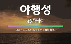 🌟야행성: 낮에는 쉬고 밤에 활동하는 동물의 습성. - 표준국어대사전