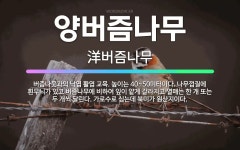 🌟양버즘나무: 버즘나뭇과의 낙엽 활엽 교목. 높이는 40~50미터이다. 나무껍질에 흰무늬가 있고 버즘나무에... - 표준국어대사전